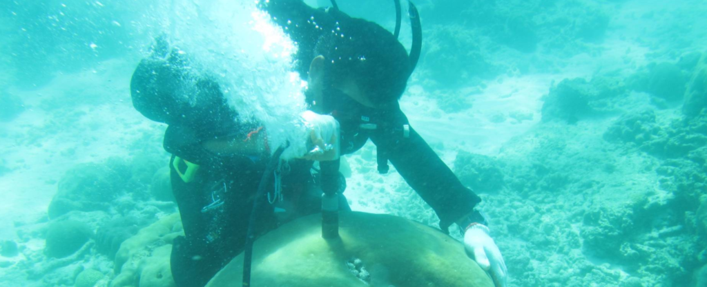 Photo of diver examining coral